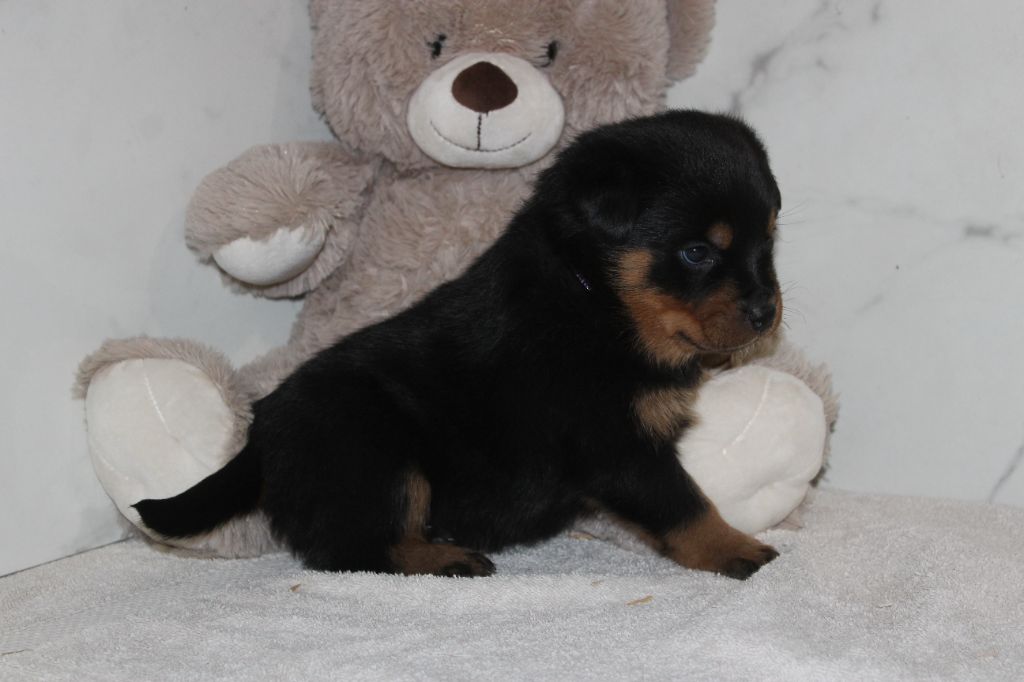 Breeder Of The Big Dog - Chiot disponible  - Rottweiler