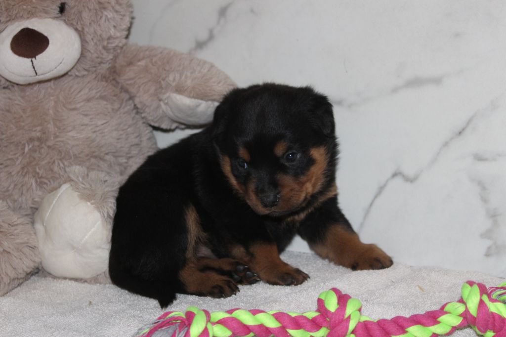 Breeder Of The Big Dog - Chiot disponible  - Rottweiler