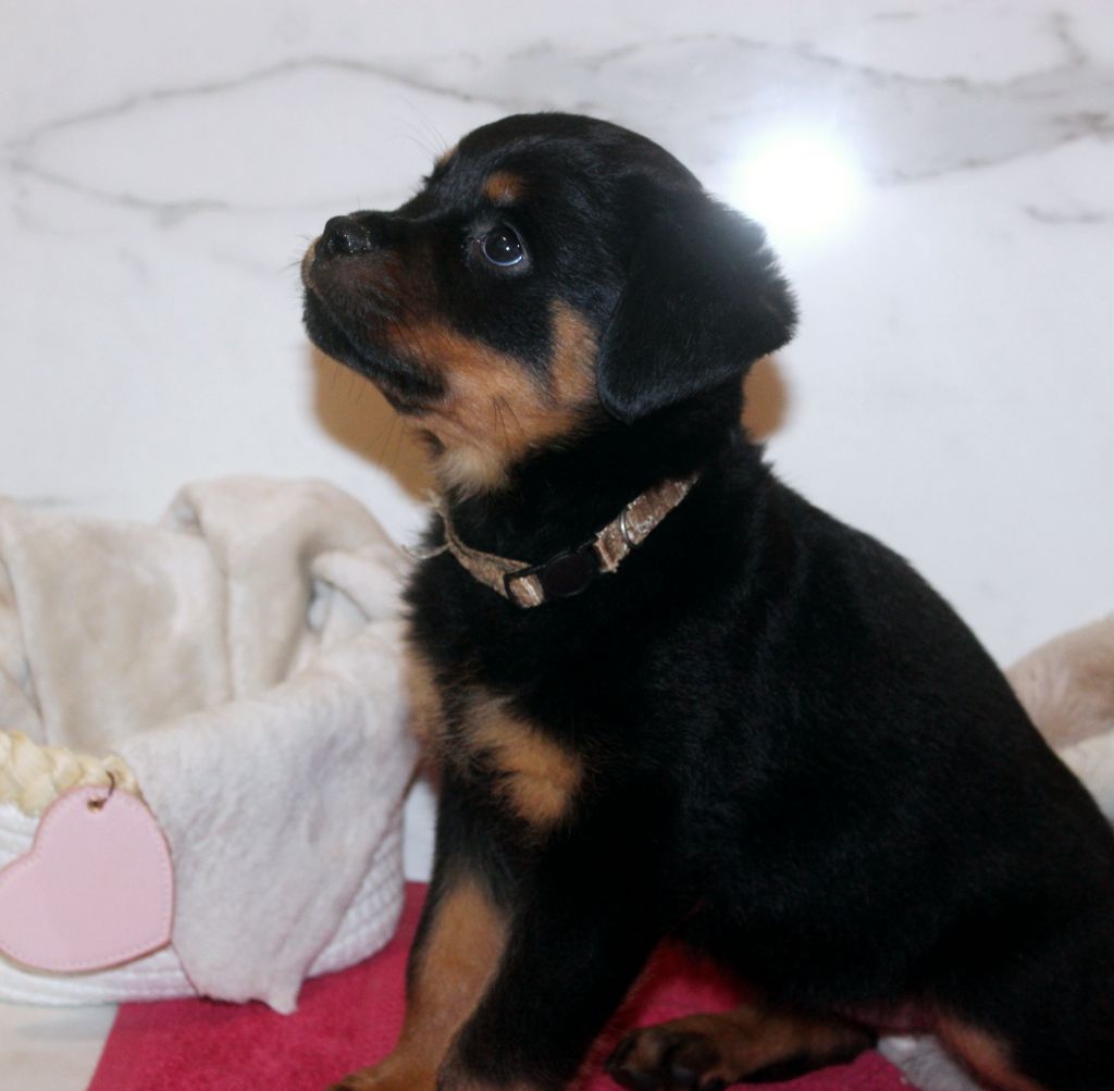 Breeder Of Big Dog - Chiot disponible  - Rottweiler