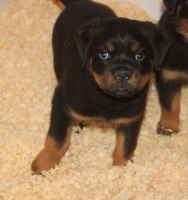 Breeder Of Big Dog - Rottweiler - Portée née le 02/05/2024