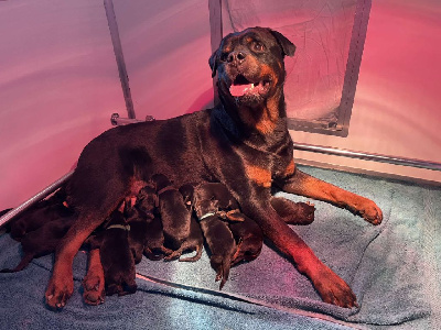 Breeder Of Big Dog - Rottweiler - Portée née le 27/04/2024