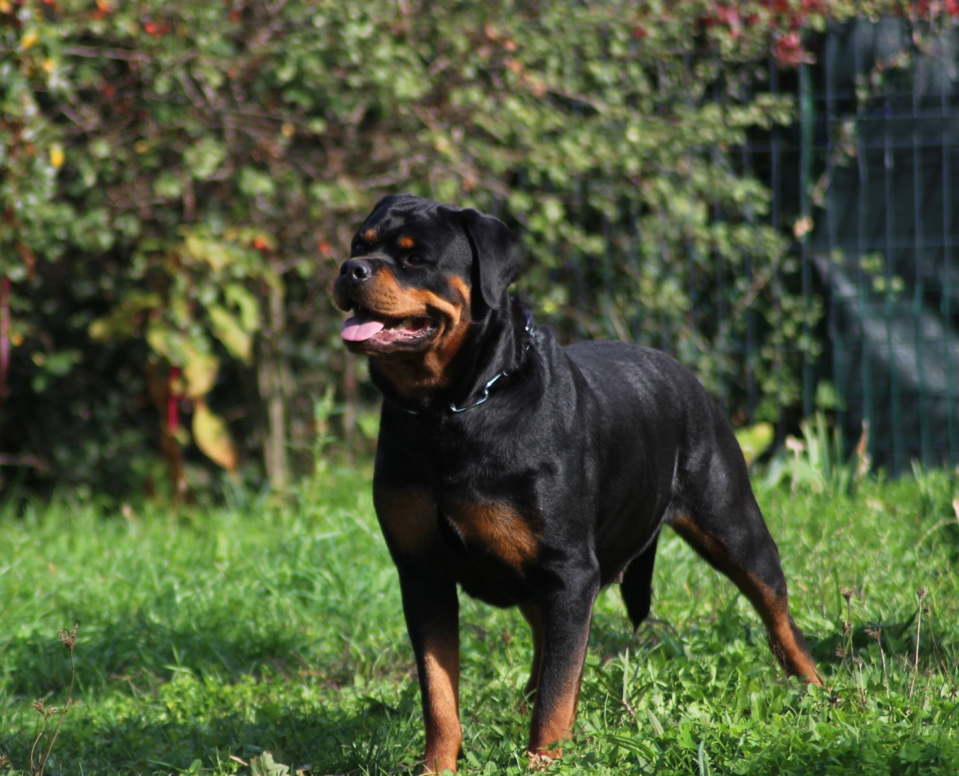 T' saïri Breeder Of Big Dog