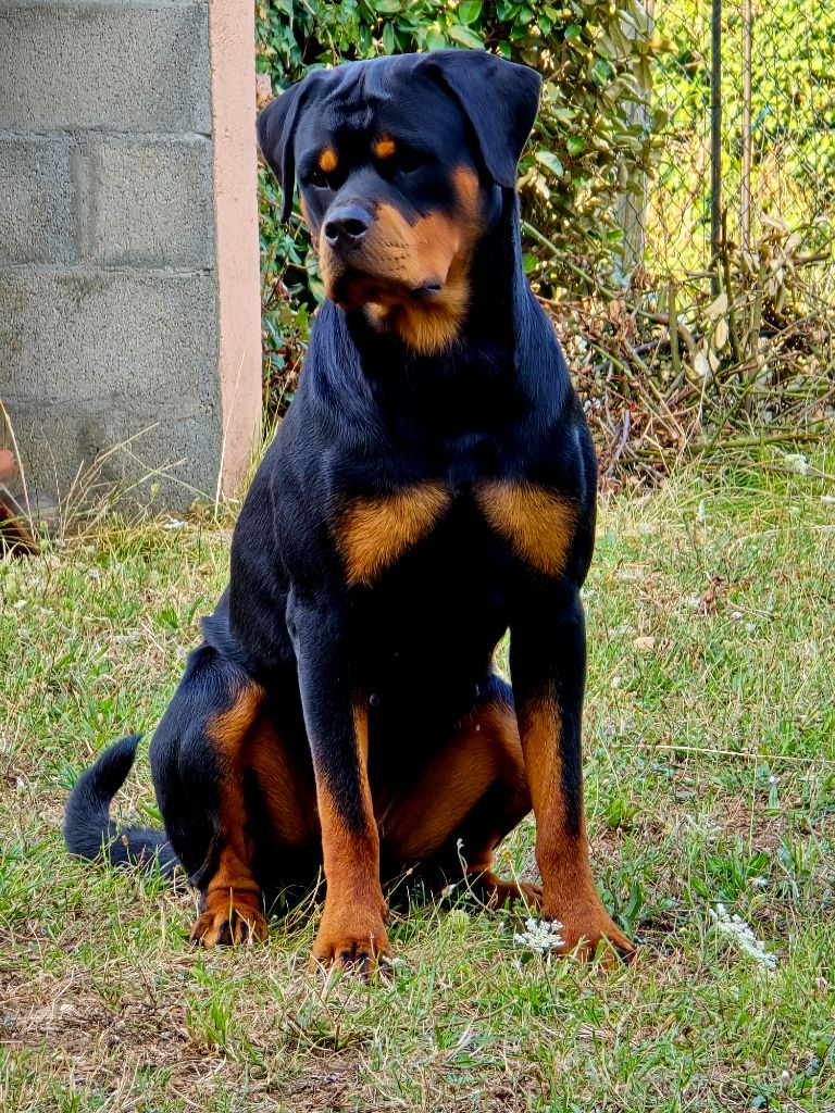 T' saïri Breeder Of Big Dog