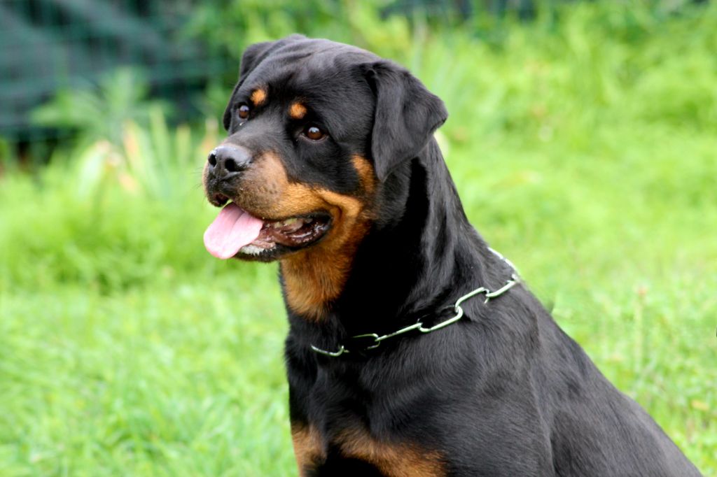 U'alpina Breeder Of Big Dog