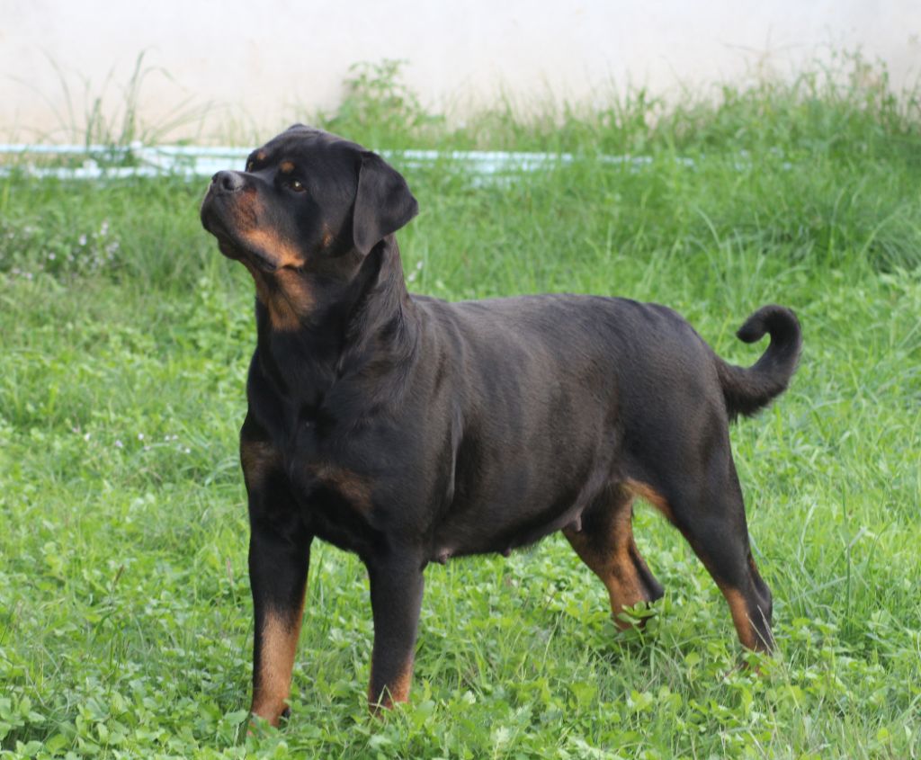 T' arya Breeder Of Big Dog