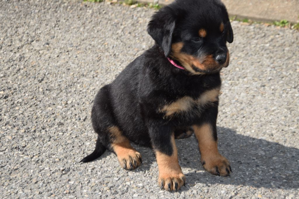 Chiot issu de l'élevage 