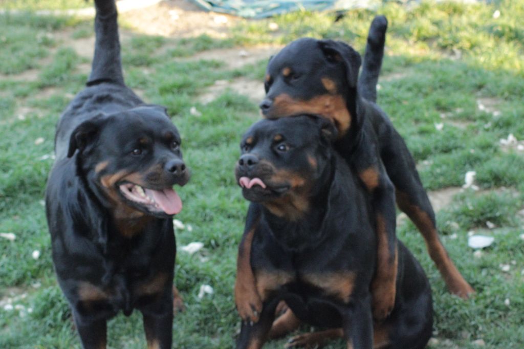 Rottweiler Family