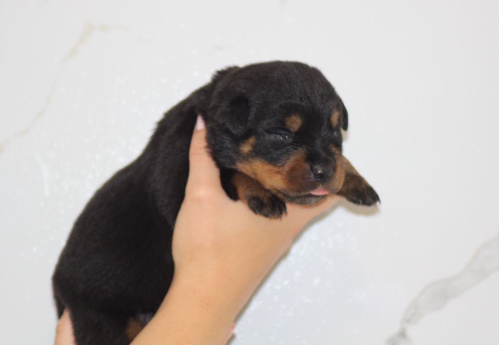 Breeder Of Big Dog - Chiots disponibles - Rottweiler