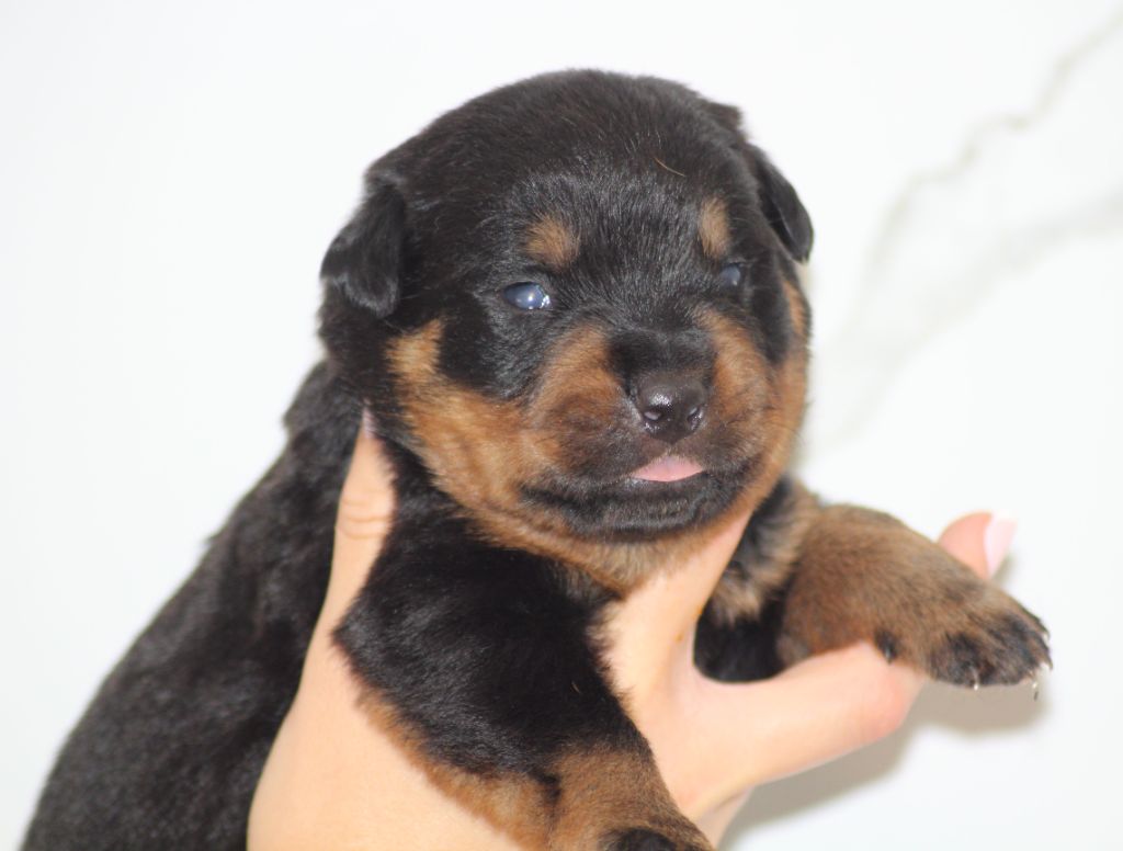 Breeder Of Big Dog - Chiots disponibles - Rottweiler