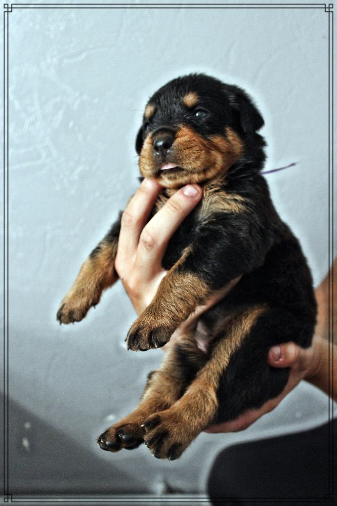 Breeder Of Big Dog - Rottweiler - Portée née le 15/01/2017