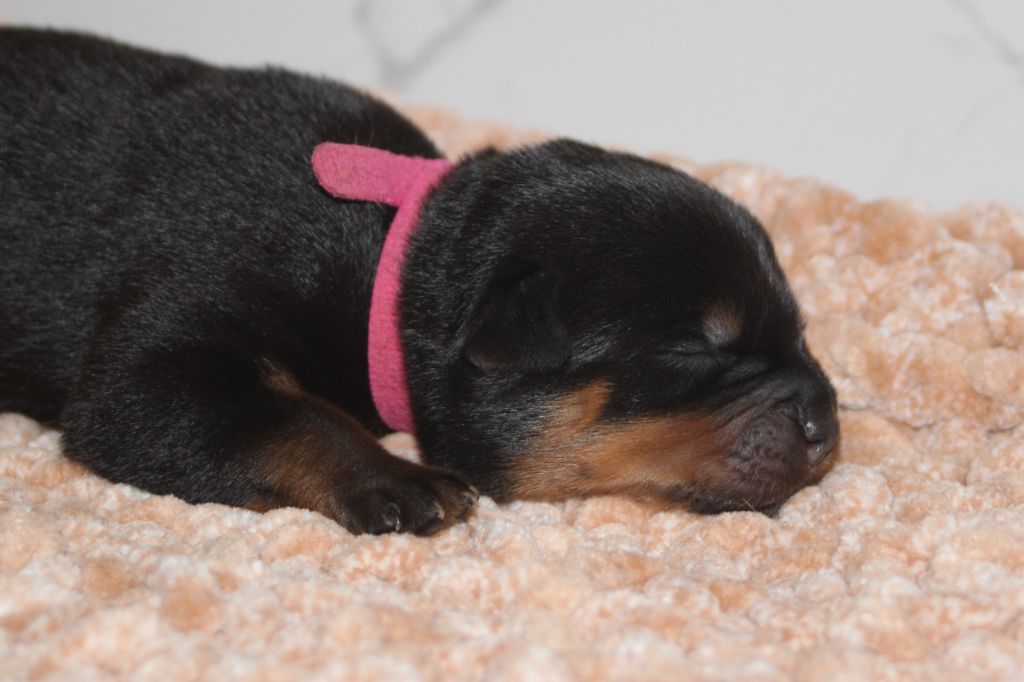Breeder Of Big Dog - Chiots disponibles - Rottweiler