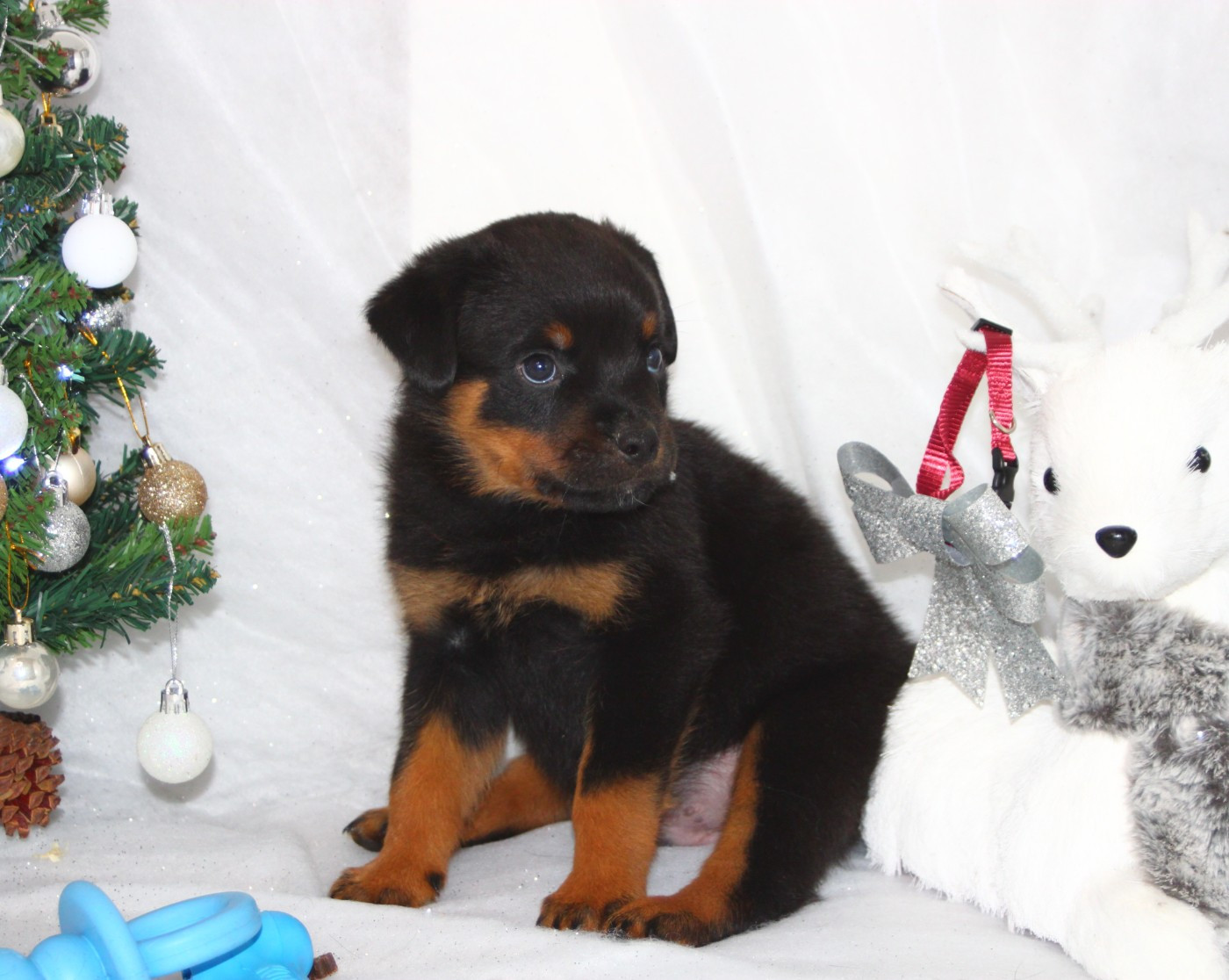 Breeder Of Big Dog - Chiots disponibles - Rottweiler