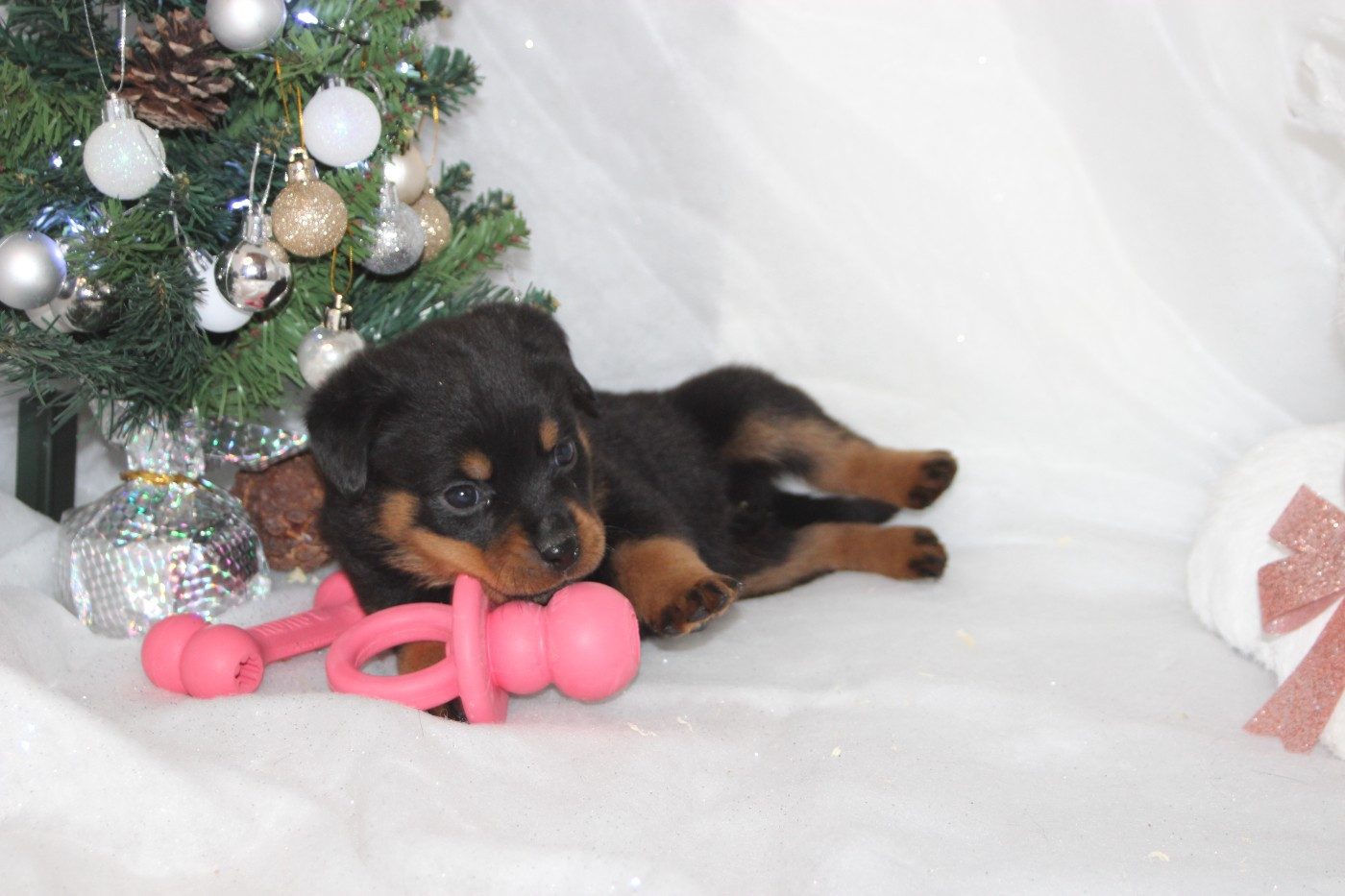 Breeder Of Big Dog - Chiots disponibles - Rottweiler