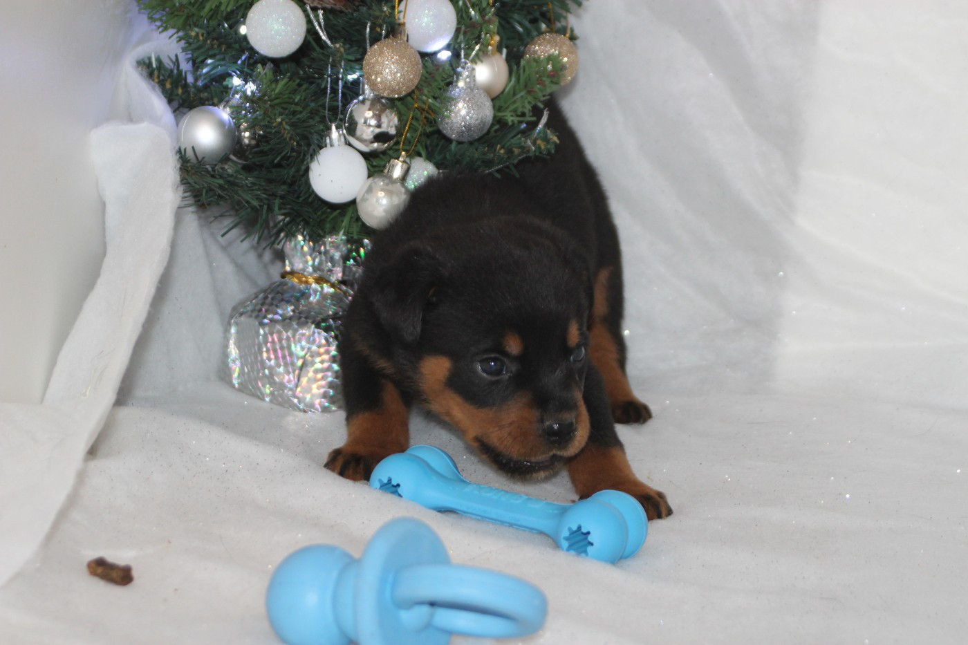 Breeder Of Big Dog - Chiots disponibles - Rottweiler