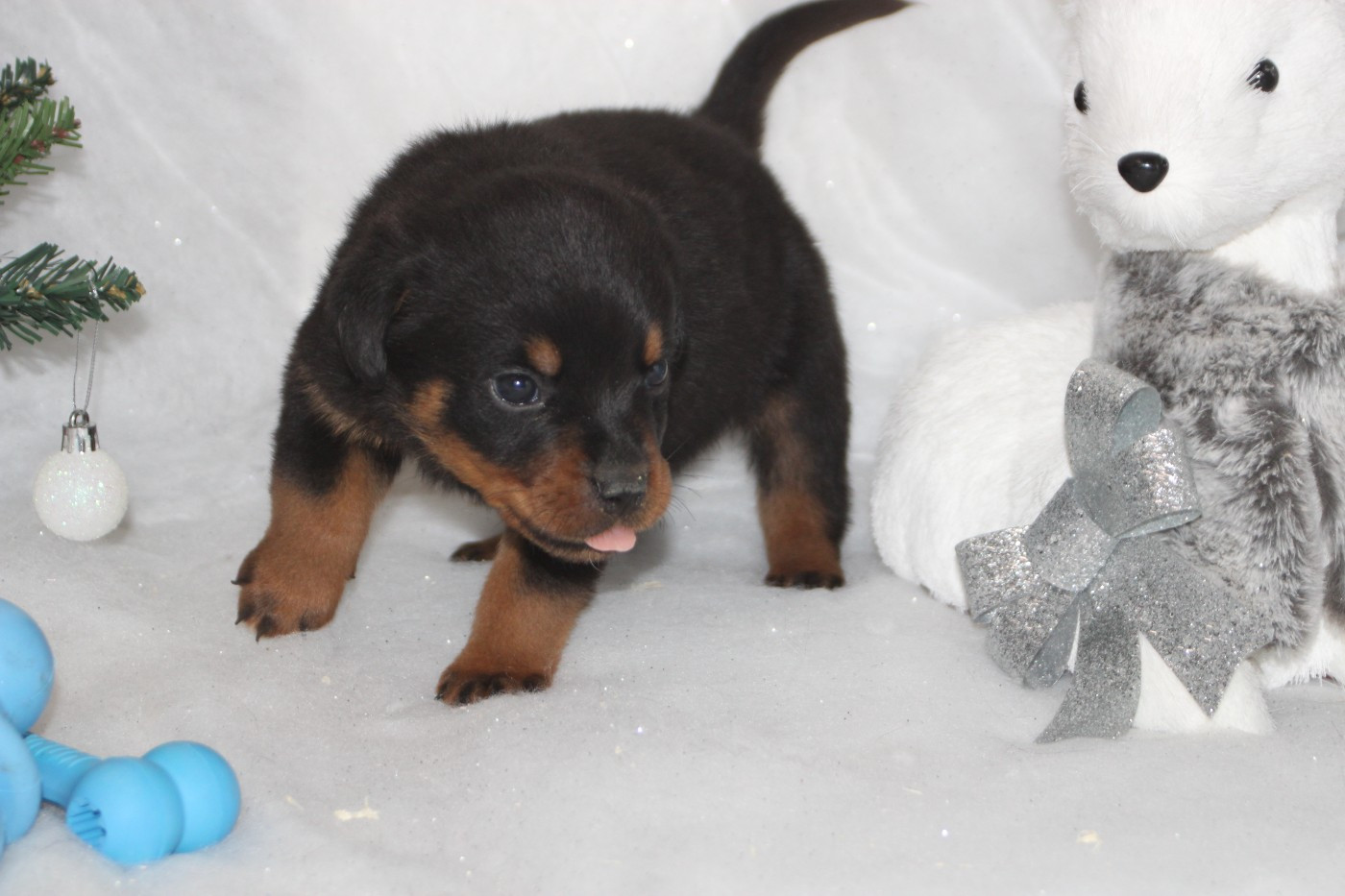 Breeder Of Big Dog - Chiots disponibles - Rottweiler