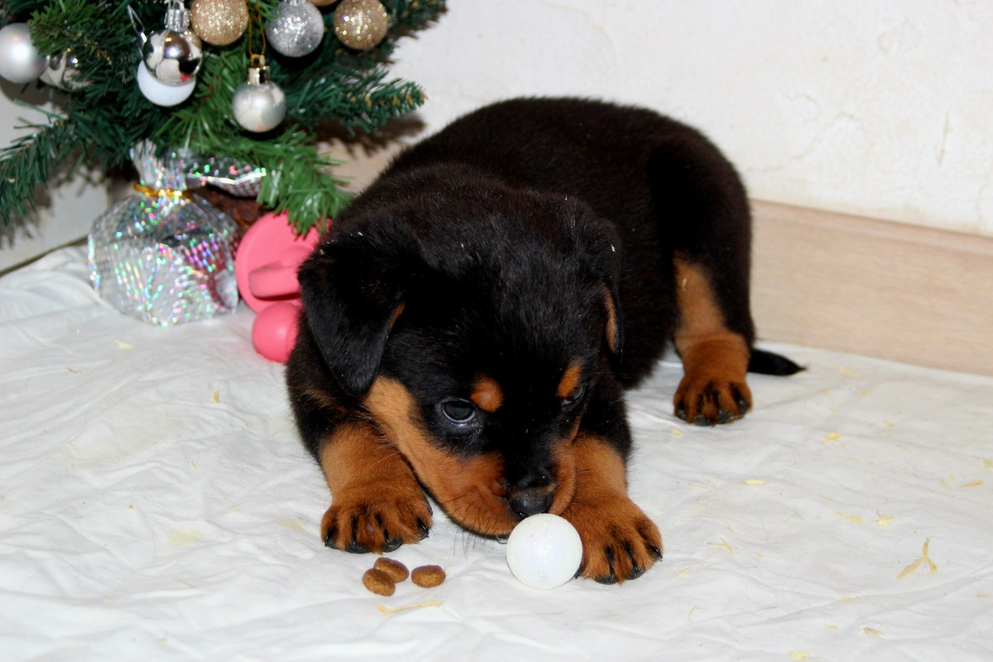 Breeder Of Big Dog - Chiots disponibles - Rottweiler