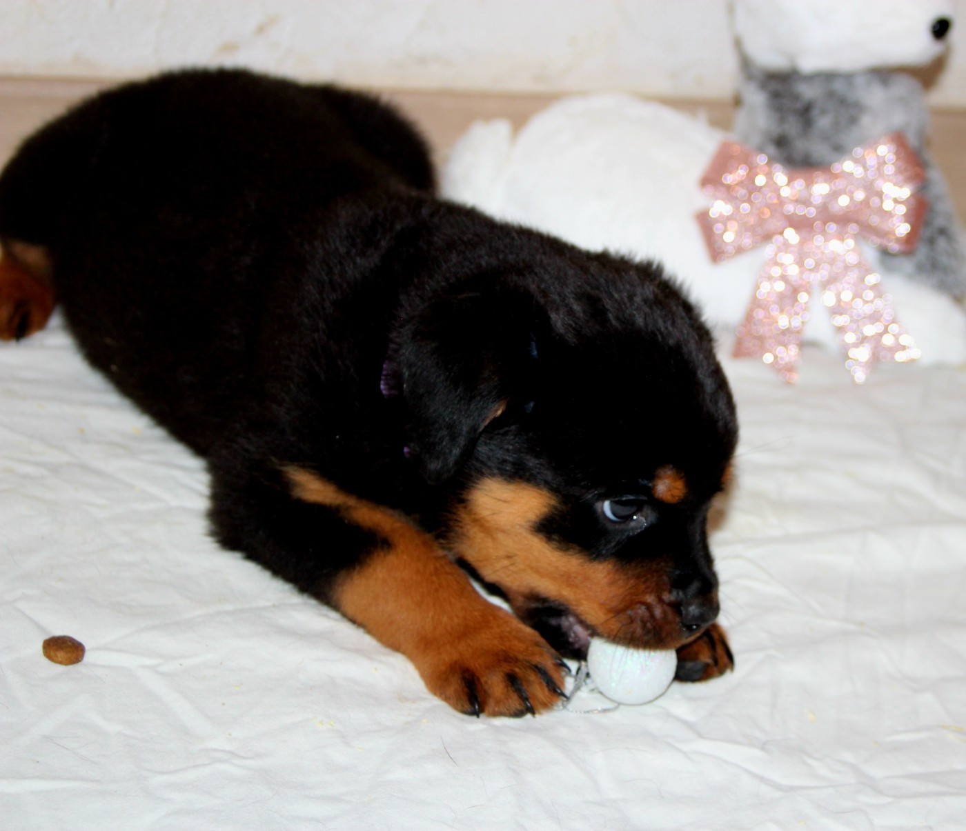 Breeder Of Big Dog - Chiots disponibles - Rottweiler