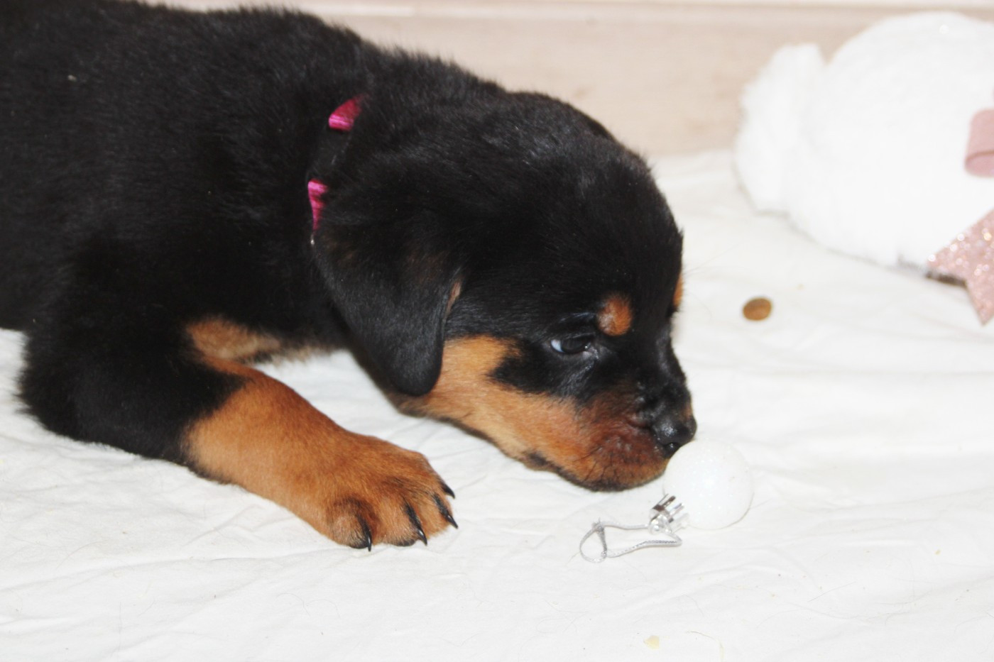 Breeder Of Big Dog - Chiots disponibles - Rottweiler