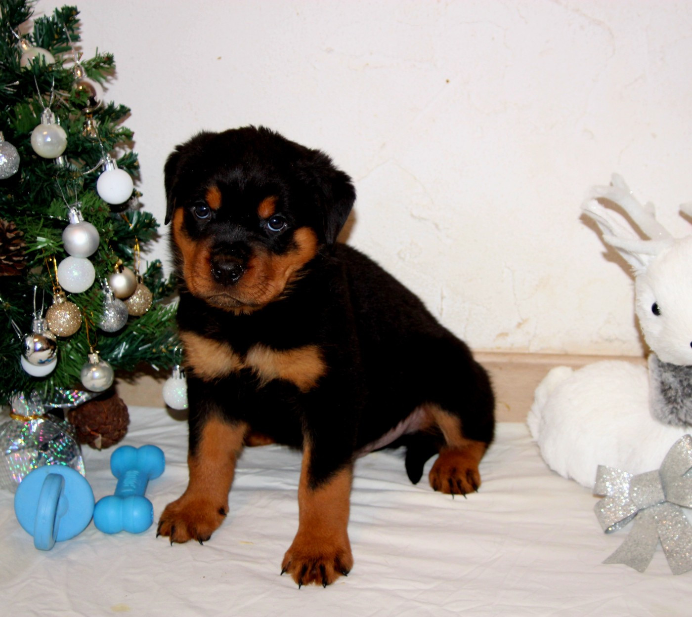 Breeder Of Big Dog - Chiots disponibles - Rottweiler