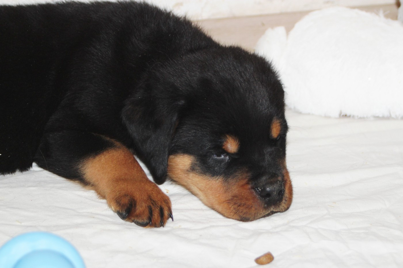Breeder Of Big Dog - Chiots disponibles - Rottweiler