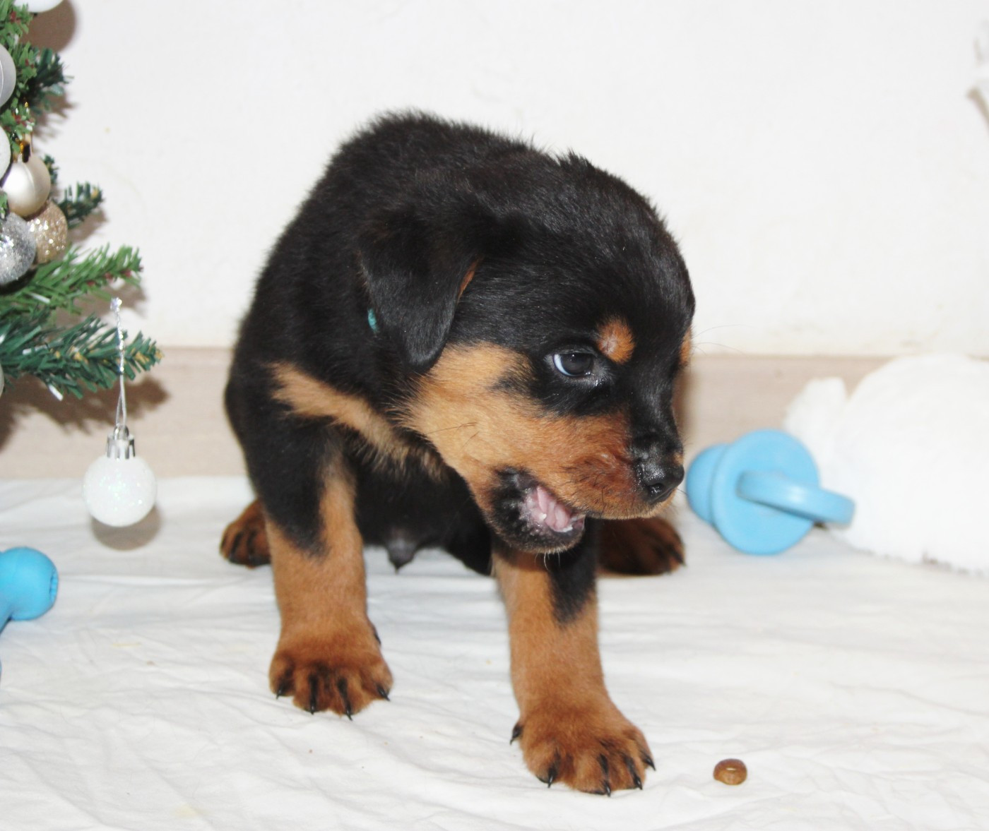 Breeder Of Big Dog - Chiots disponibles - Rottweiler