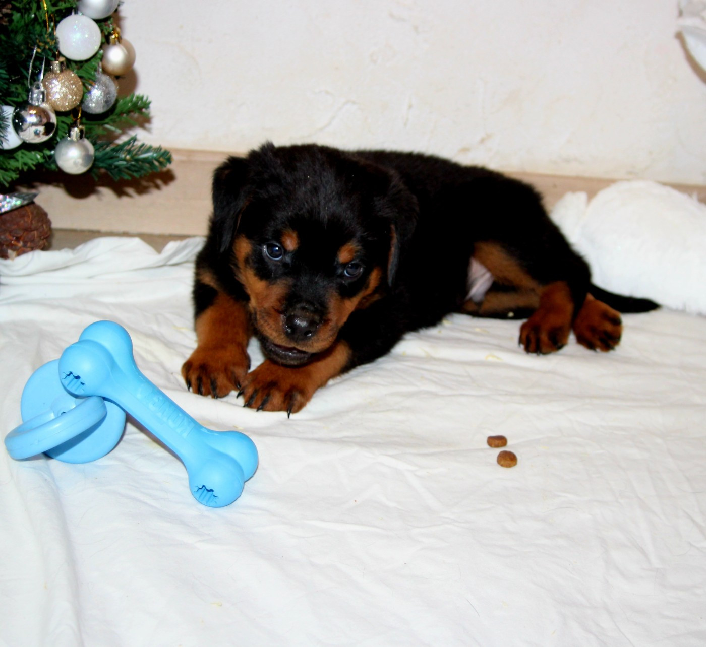 Breeder Of Big Dog - Chiots disponibles - Rottweiler