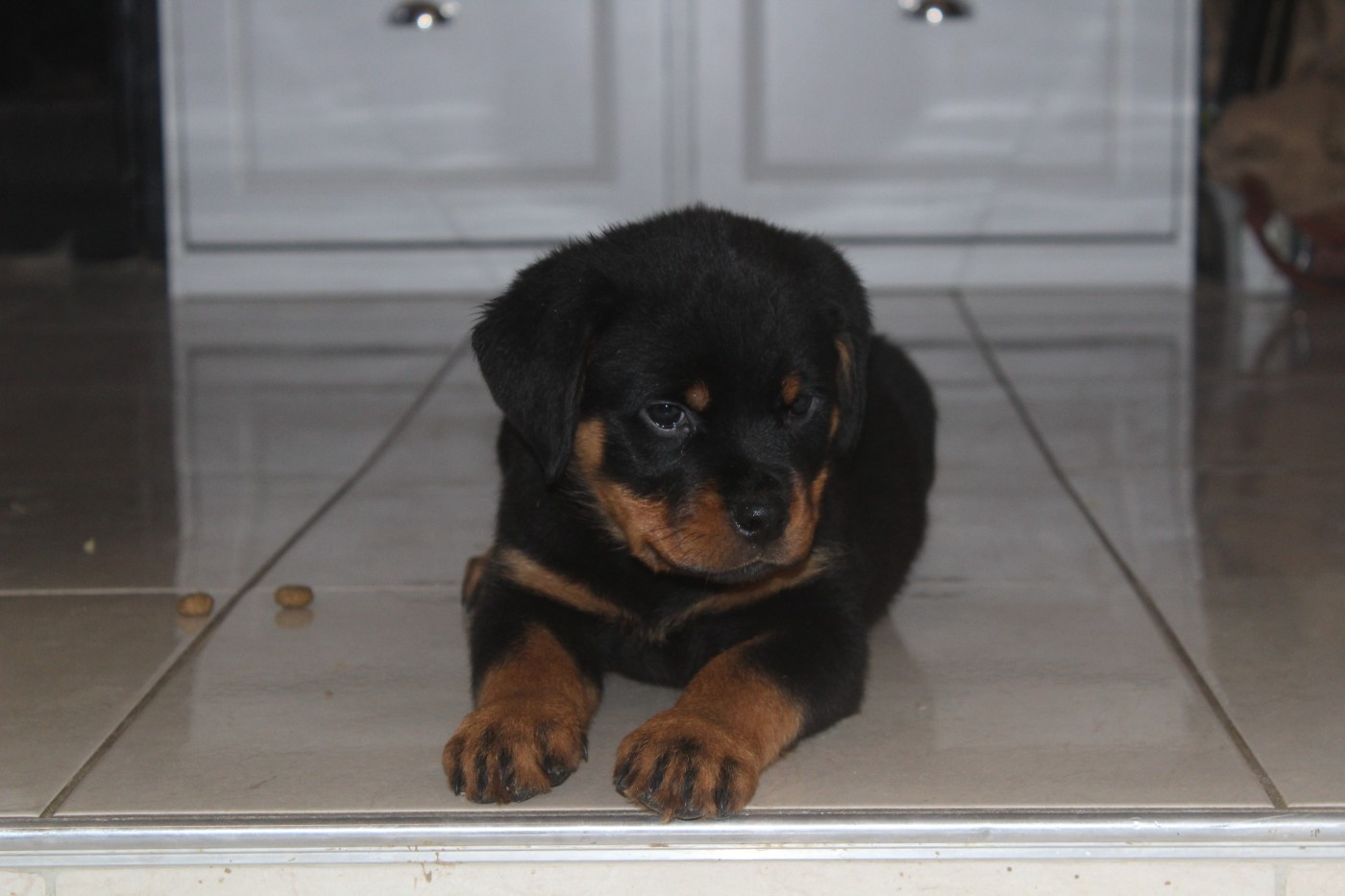 Breeder Of Big Dog - Chiots disponibles - Rottweiler