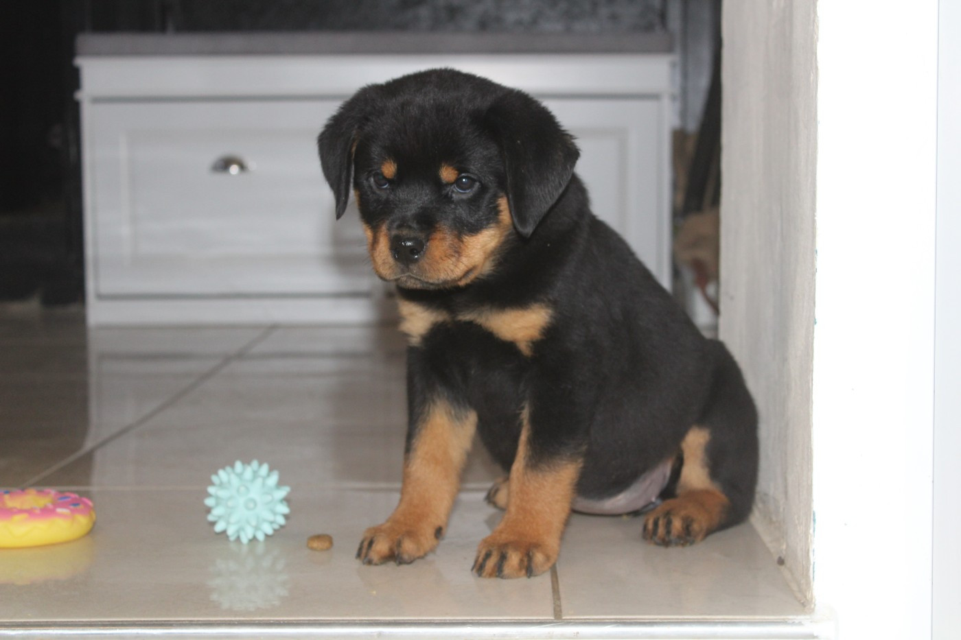 Breeder Of Big Dog - Chiots disponibles - Rottweiler