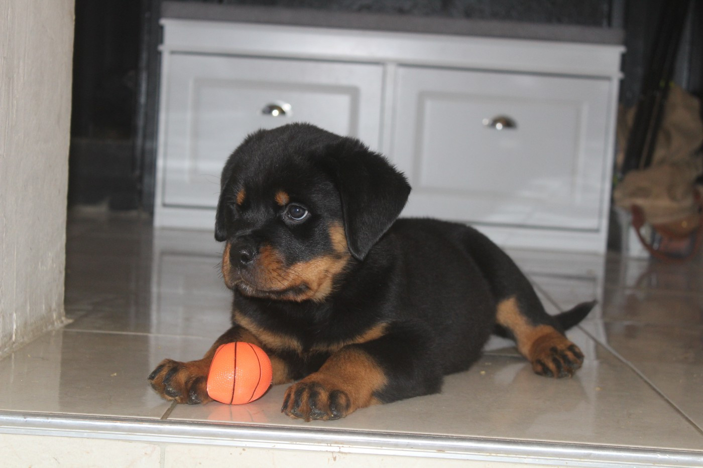 Breeder Of Big Dog - Chiots disponibles - Rottweiler