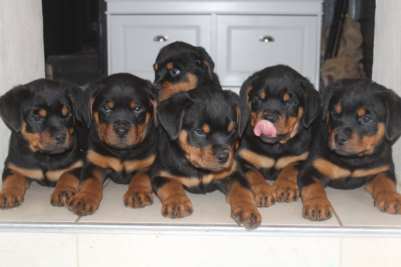 Breeder Of Big Dog - Rottweiler - Portée née le 27/10/2025