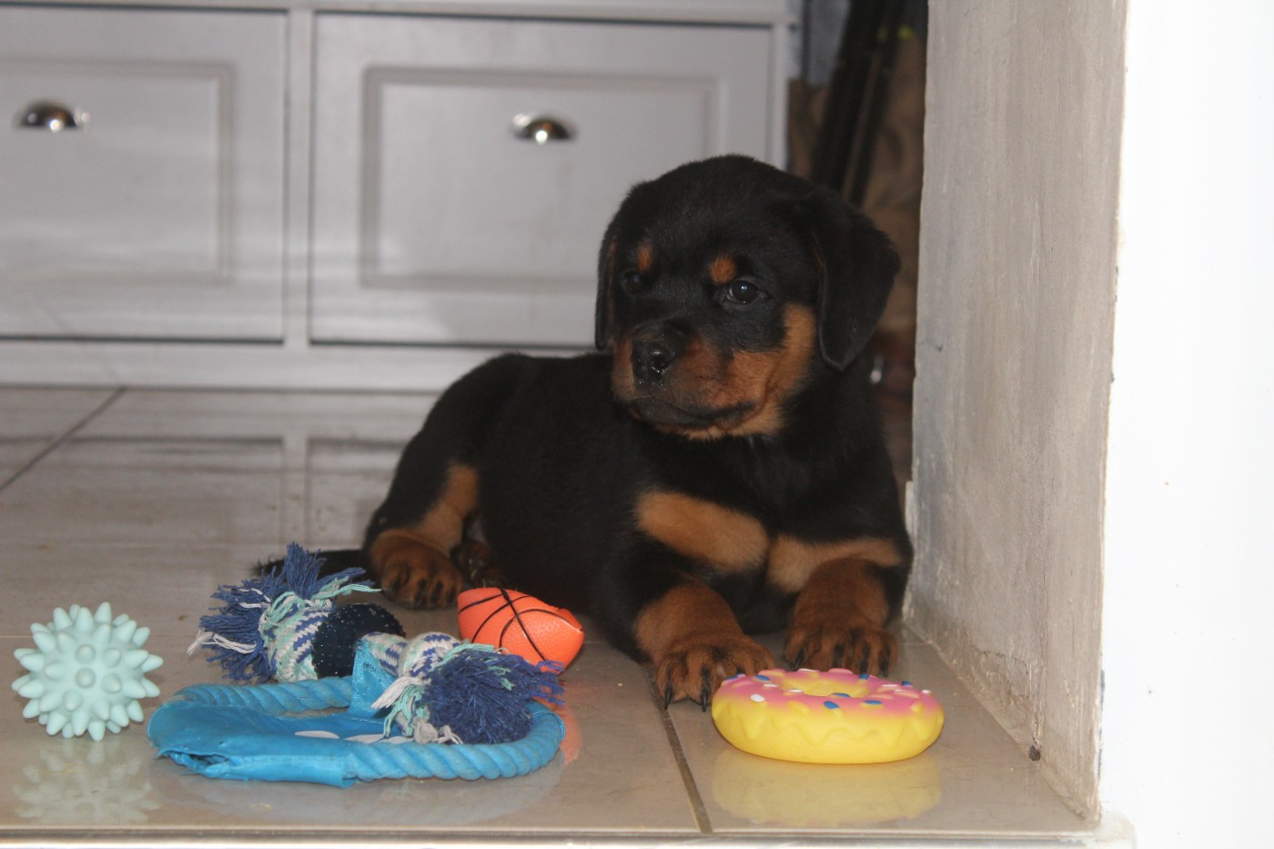 Breeder Of Big Dog - Chiots disponibles - Rottweiler