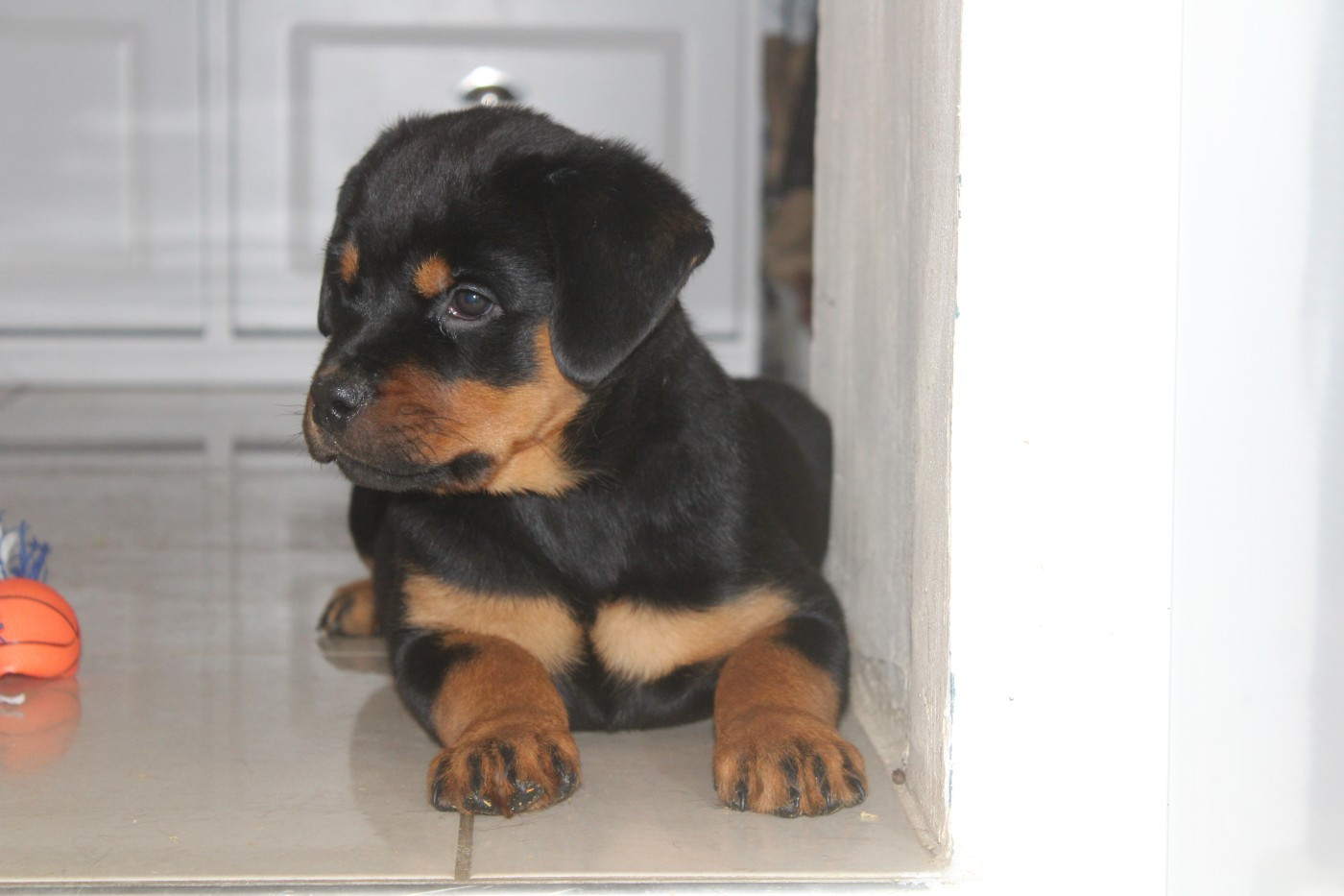Breeder Of Big Dog - Chiots disponibles - Rottweiler