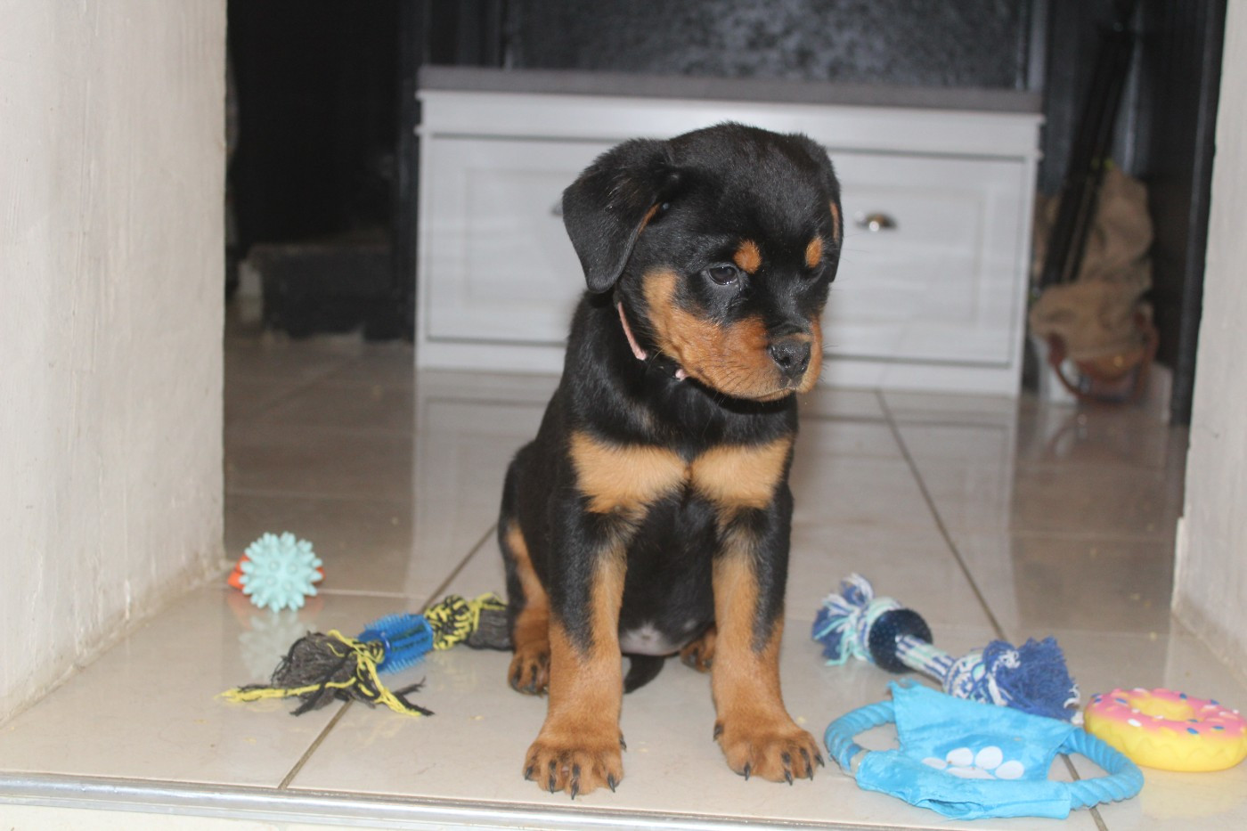 Breeder Of Big Dog - Chiots disponibles - Rottweiler