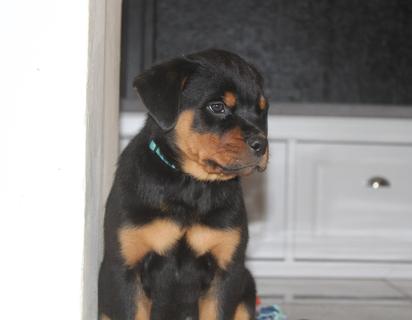 Breeder Of Big Dog - Chiots disponibles - Rottweiler