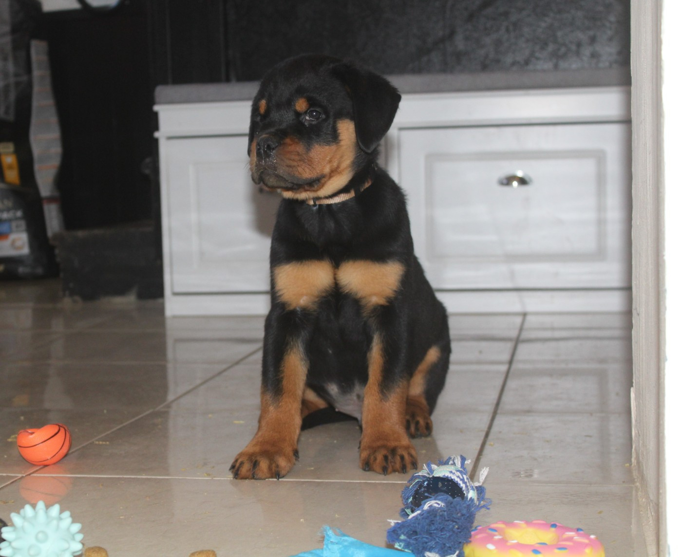 Breeder Of Big Dog - Chiots disponibles - Rottweiler