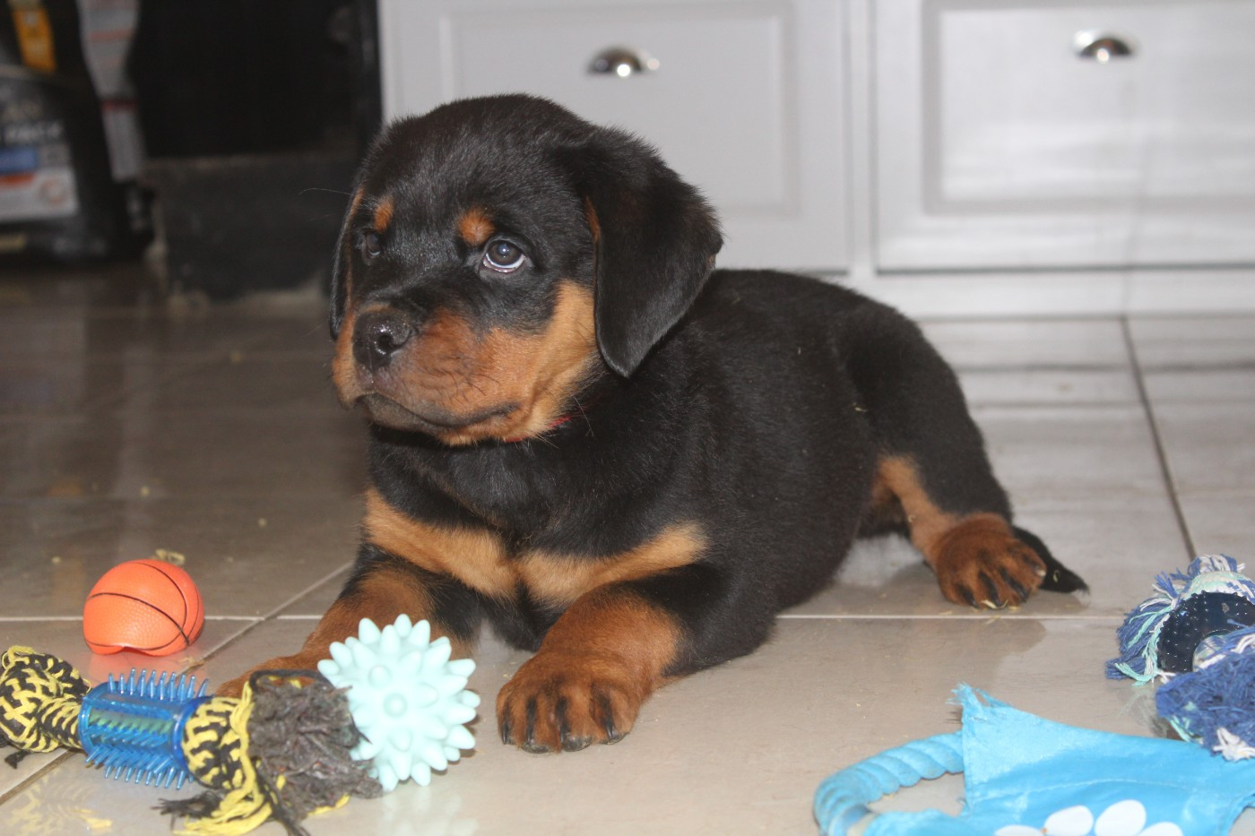 Breeder Of Big Dog - Chiots disponibles - Rottweiler