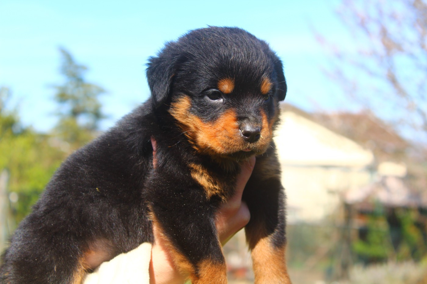 Breeder Of Big Dog - Chiots disponibles - Rottweiler