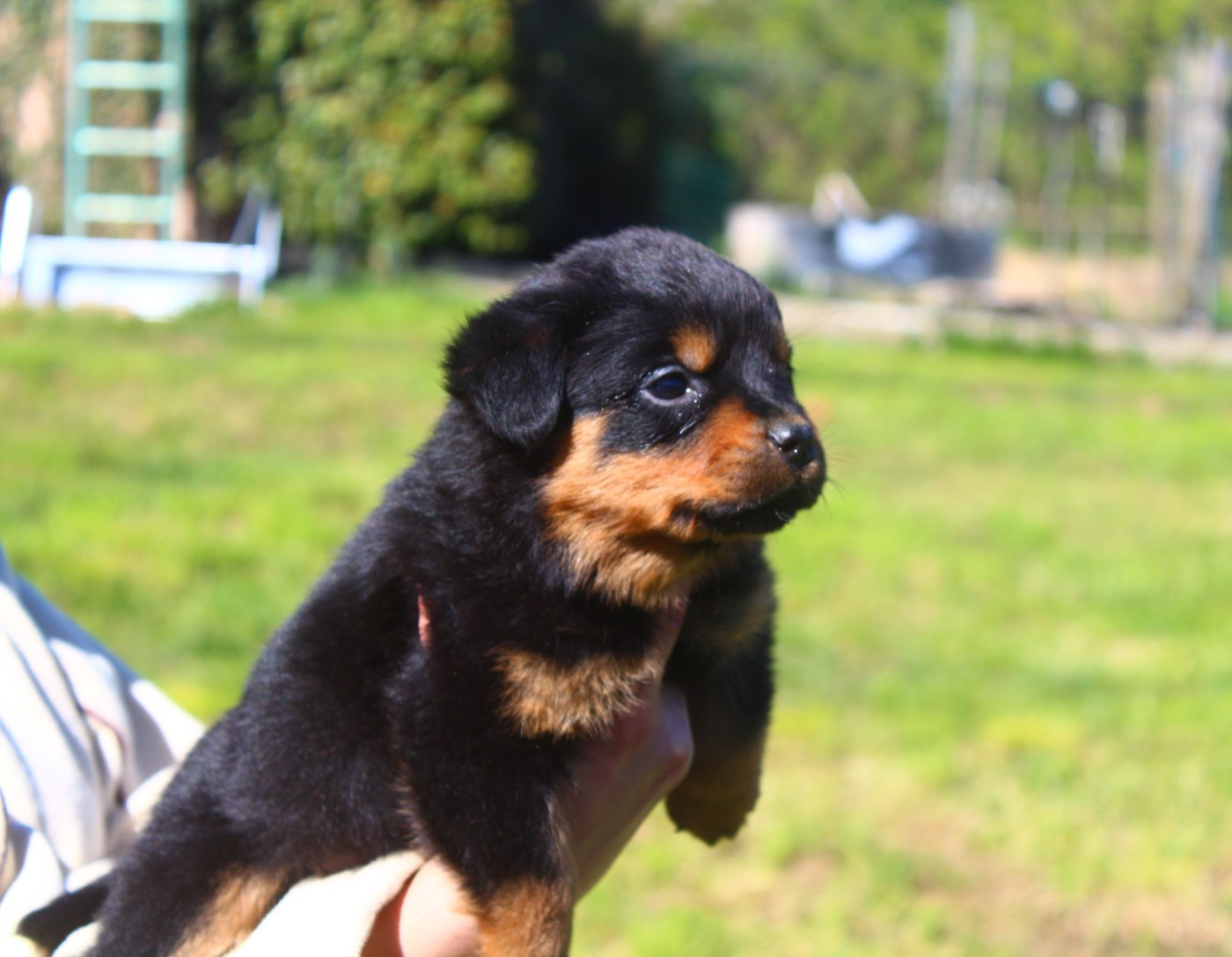 Breeder Of Big Dog - Chiots disponibles - Rottweiler