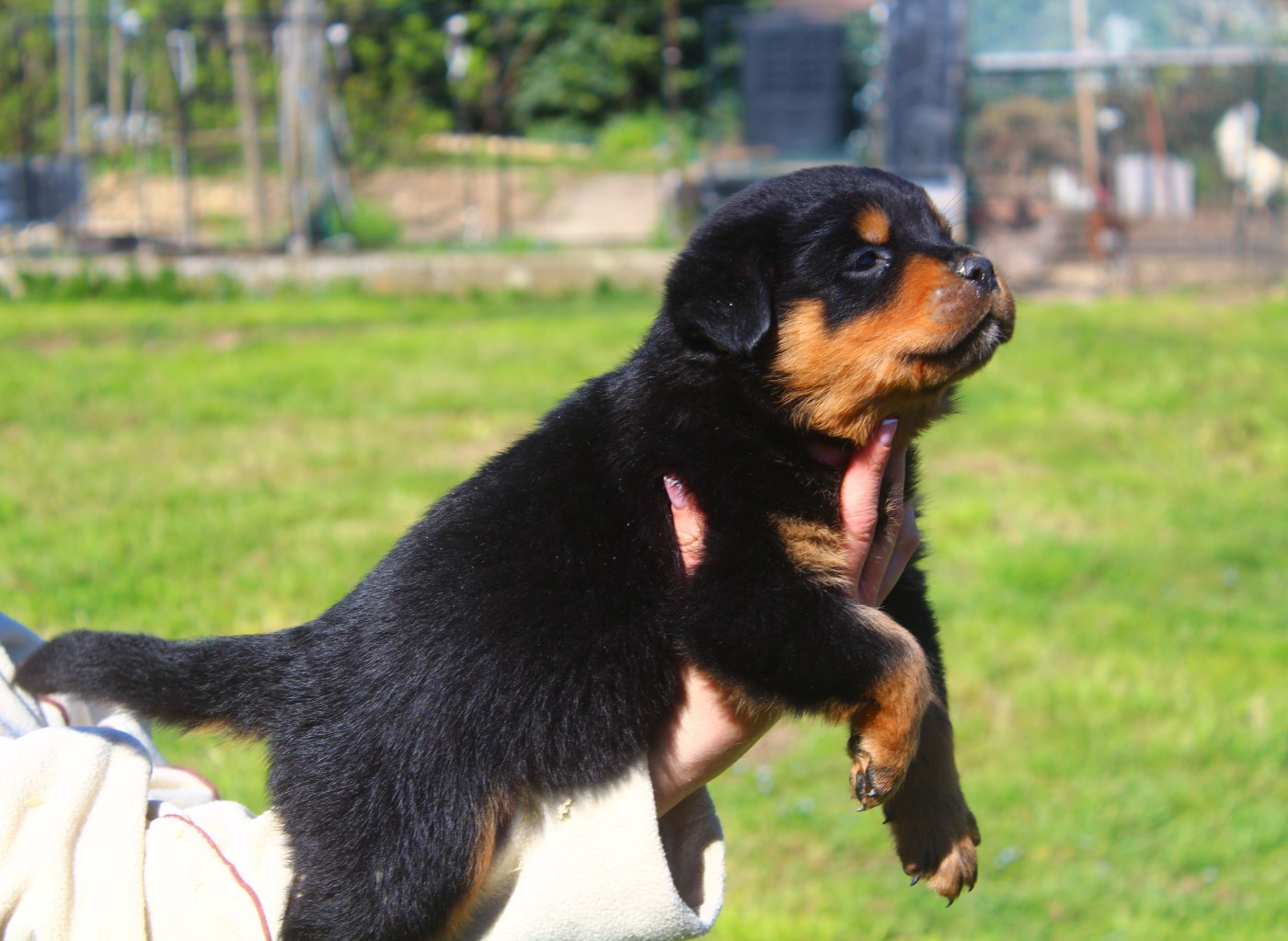 Breeder Of Big Dog - Chiots disponibles - Rottweiler