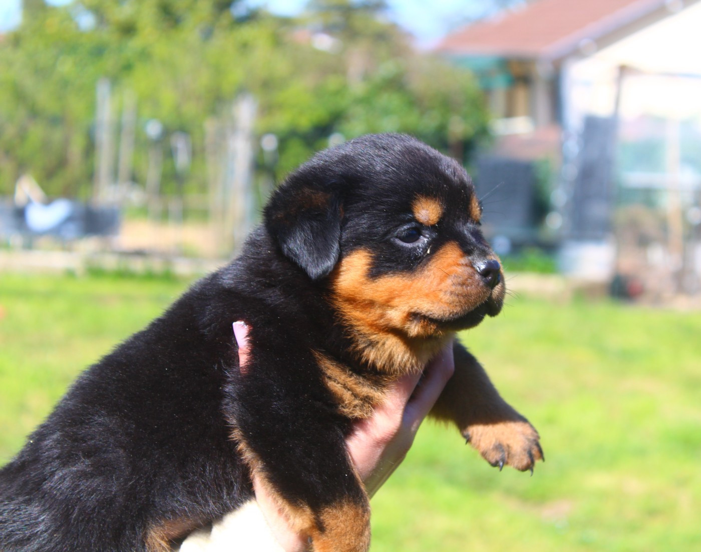 Breeder Of Big Dog - Chiots disponibles - Rottweiler