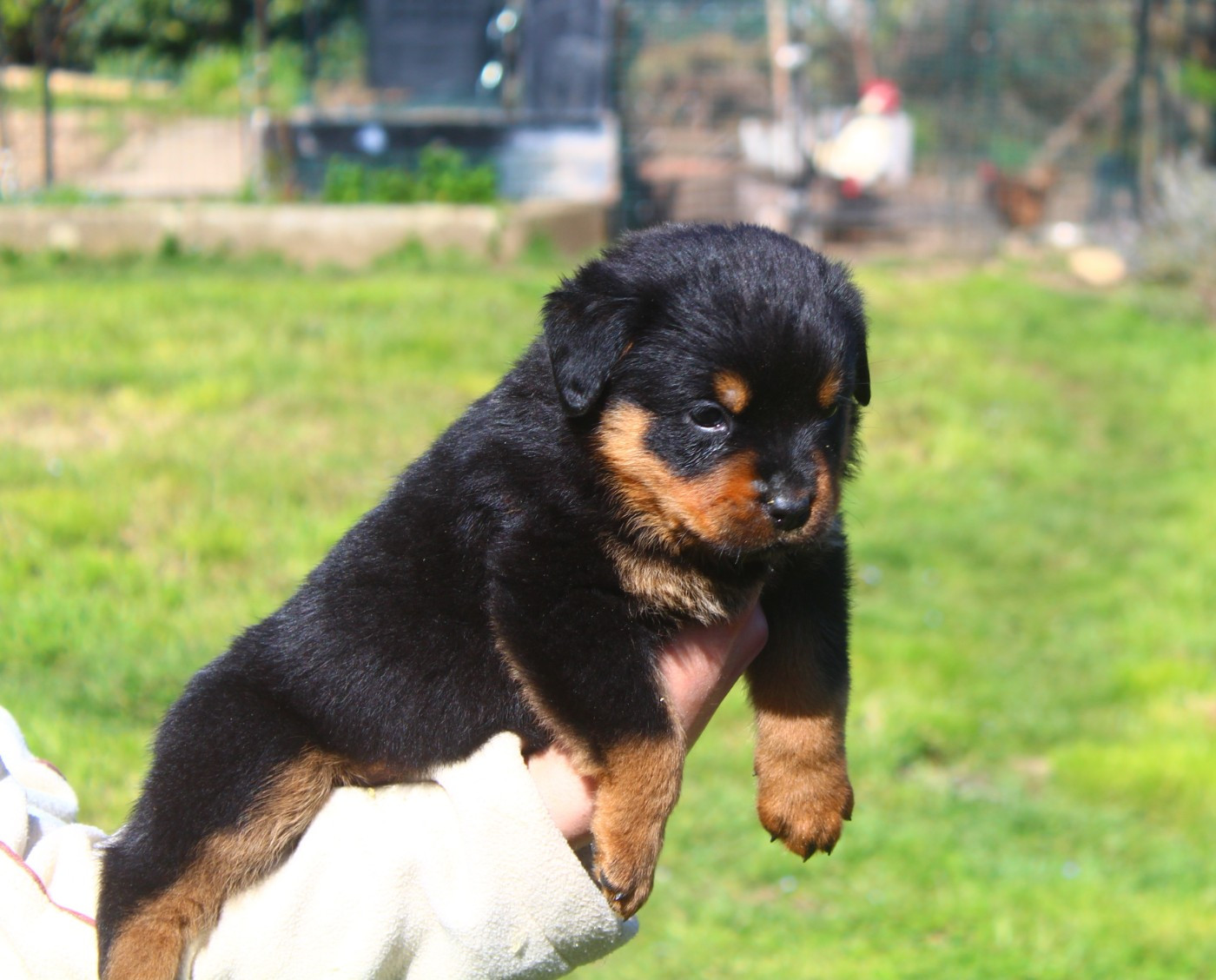 Breeder Of Big Dog - Chiots disponibles - Rottweiler