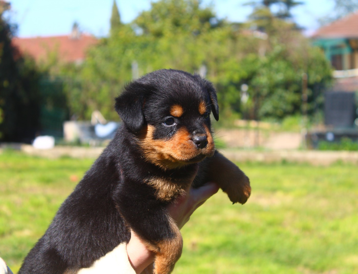 Breeder Of Big Dog - Chiots disponibles - Rottweiler