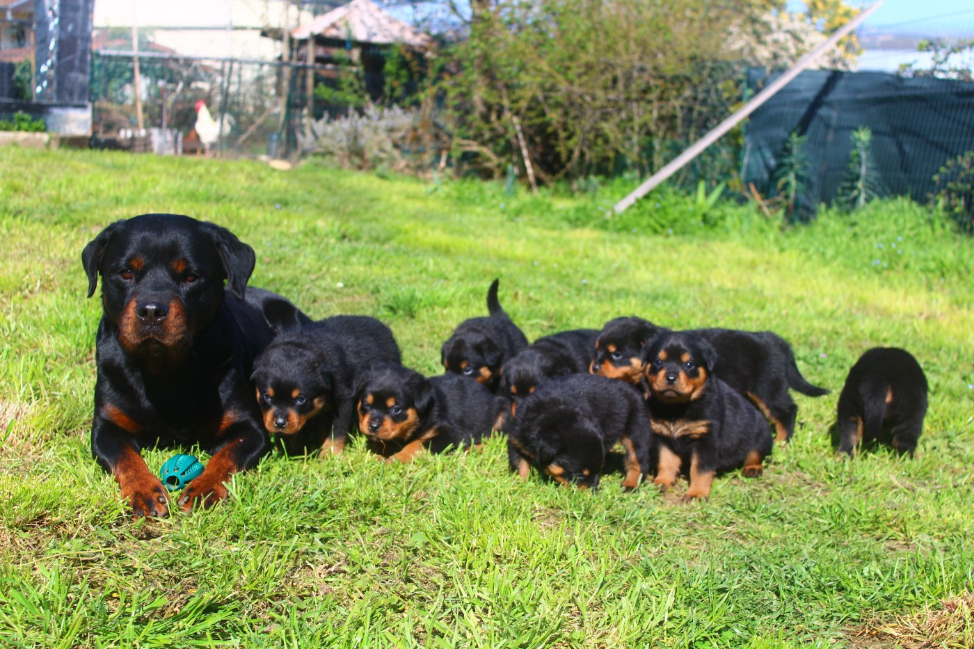 Chiot Rottweiler Breeder Of Big Dog