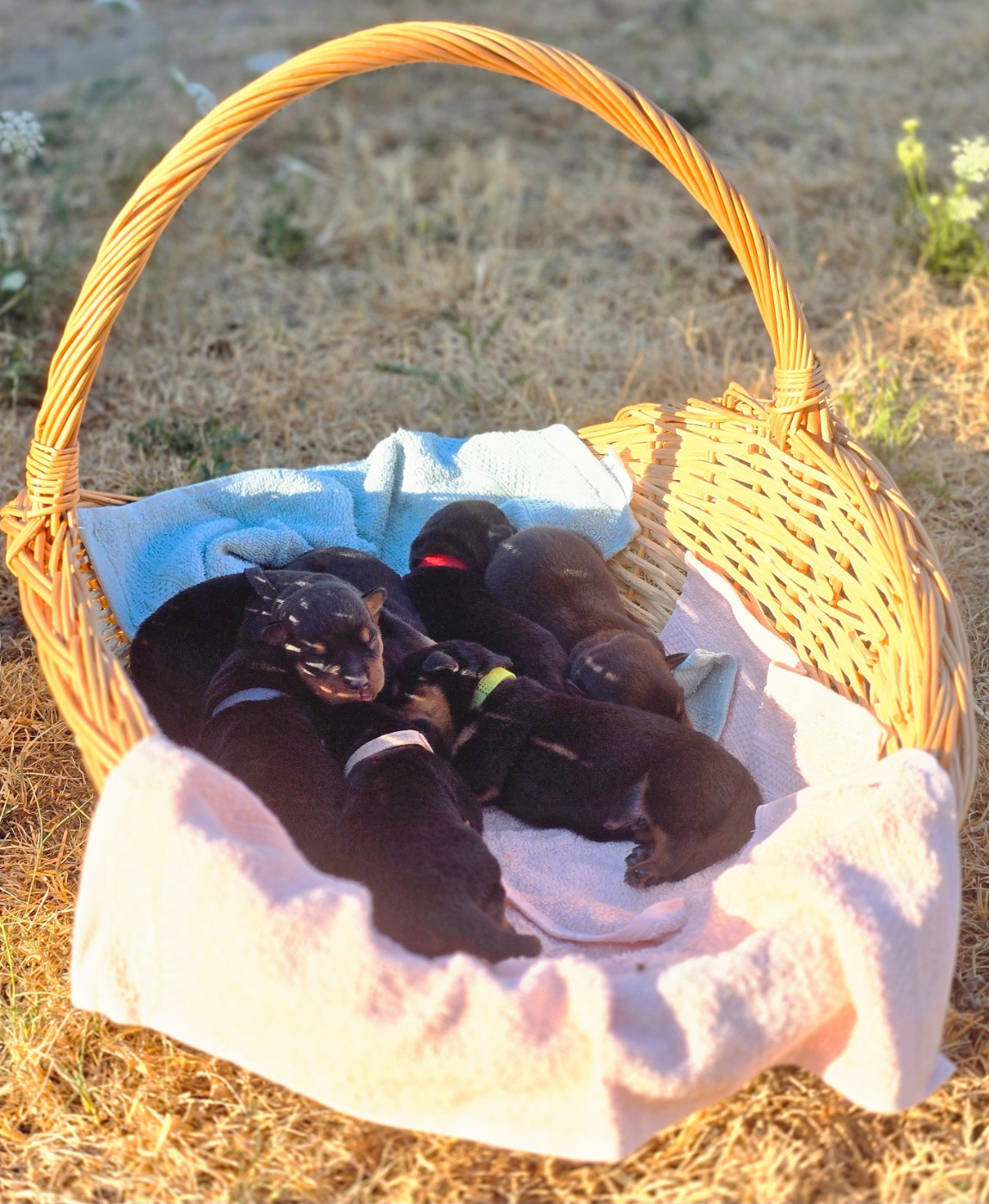 Breeder Of Big Dog - Rottweiler - Portée née le 08/07/2026