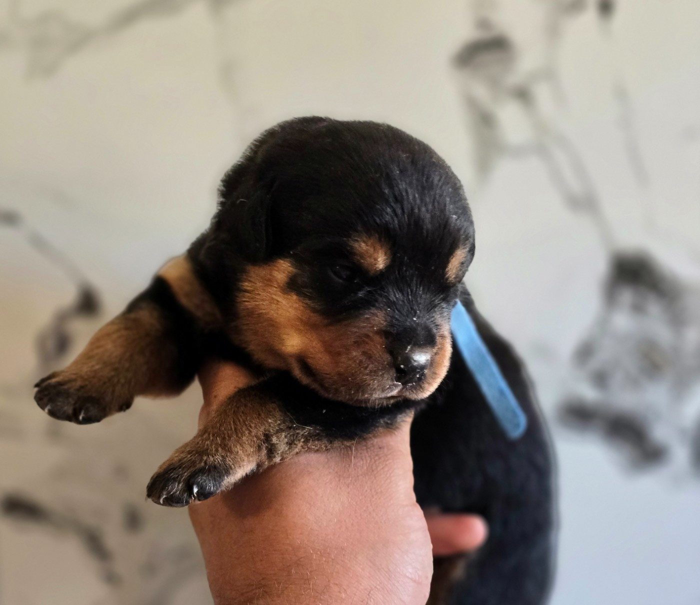 Breeder Of Big Dog - Chiots disponibles - Rottweiler