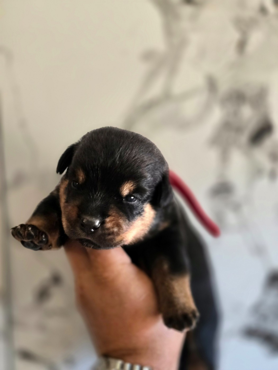 Breeder Of Big Dog - Chiots disponibles - Rottweiler