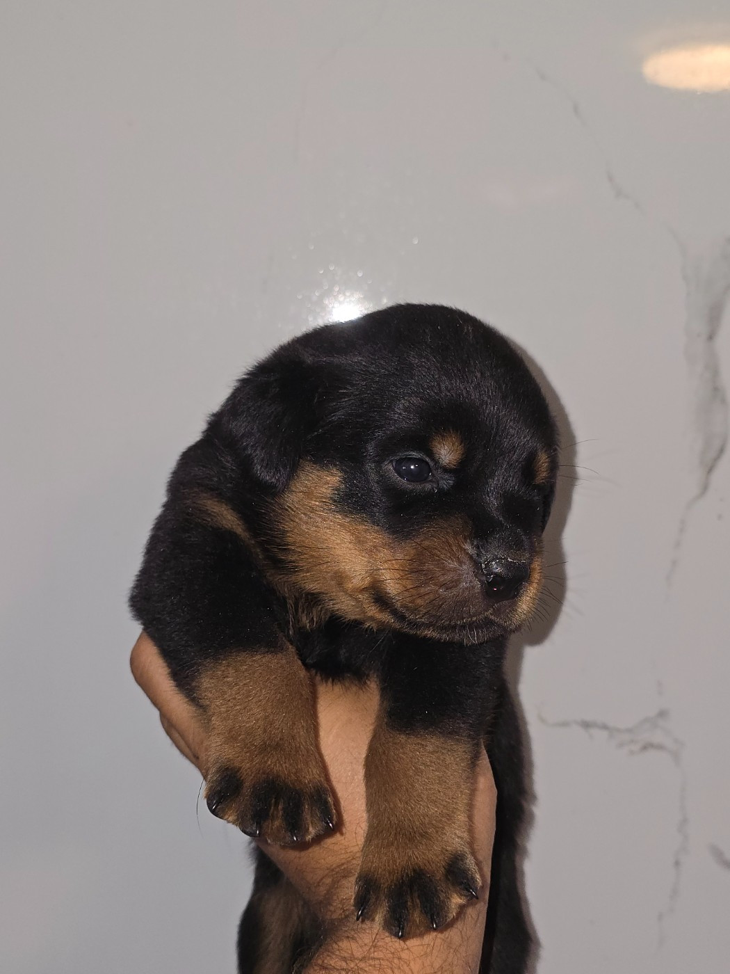 Breeder Of Big Dog - Chiots disponibles - Rottweiler
