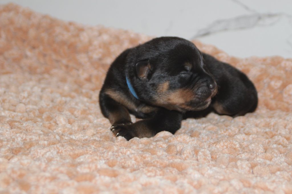 Breeder Of Big Dog - Chiots disponibles - Rottweiler