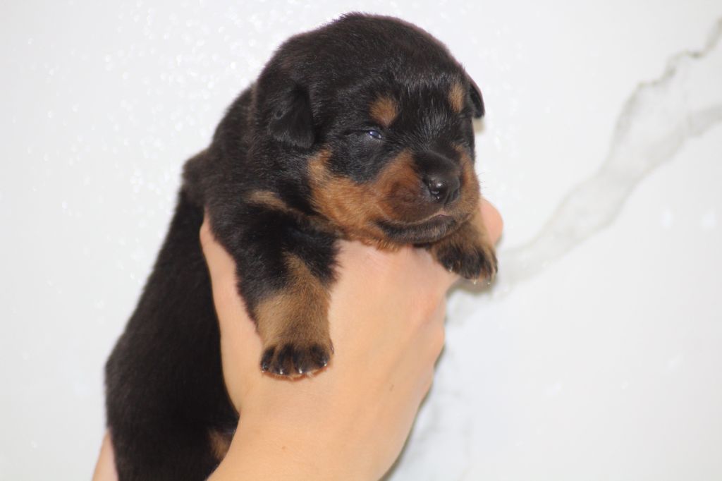 Breeder Of Big Dog - Chiots disponibles - Rottweiler