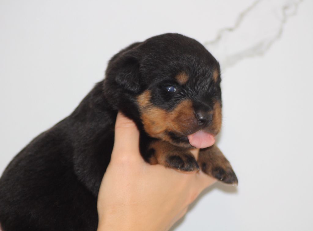 Breeder Of Big Dog - Chiots disponibles - Rottweiler